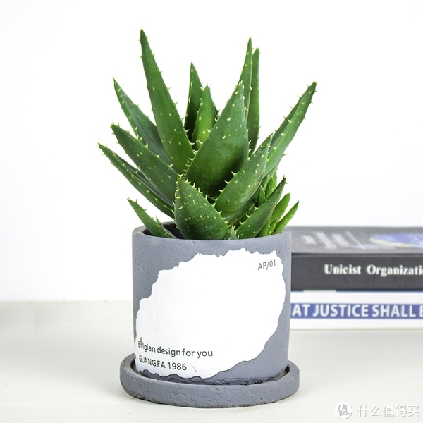 养花那些事618新手绿植推荐第一篇（不容易翻车的花花草草）休闲区蓝鸢梦想 - Www.slyday.coM