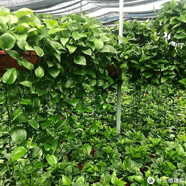 养花那些事618新手绿植推荐第一篇（不容易翻车的花花草草）休闲区蓝鸢梦想 - Www.slyday.coM