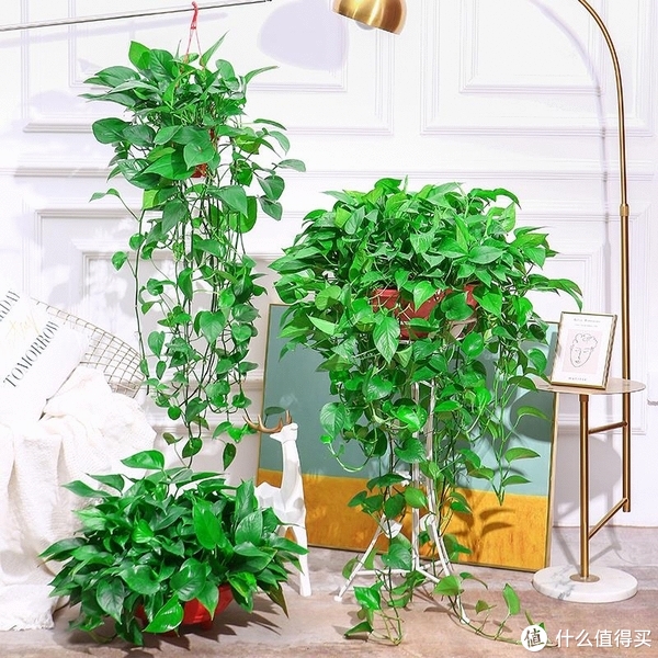 养花那些事618新手绿植推荐第一篇（不容易翻车的花花草草）休闲区蓝鸢梦想 - Www.slyday.coM