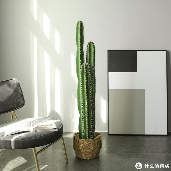 养花那些事618新手绿植推荐第一篇（不容易翻车的花花草草）休闲区蓝鸢梦想 - Www.slyday.coM