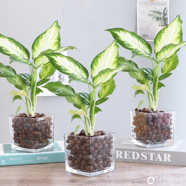 养花那些事618新手绿植推荐第一篇（不容易翻车的花花草草）休闲区蓝鸢梦想 - Www.slyday.coM