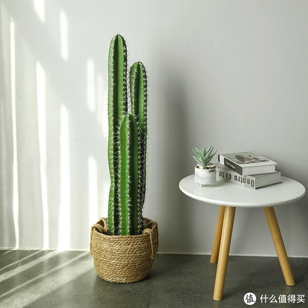 养花那些事618新手绿植推荐第一篇（不容易翻车的花花草草）休闲区蓝鸢梦想 - Www.slyday.coM