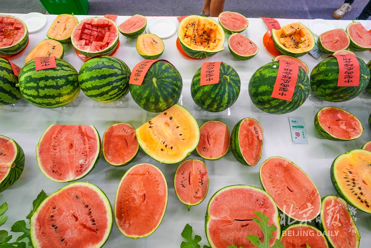 瓜王18972斤北京大兴庞各庄西瓜节擂台赛落幕