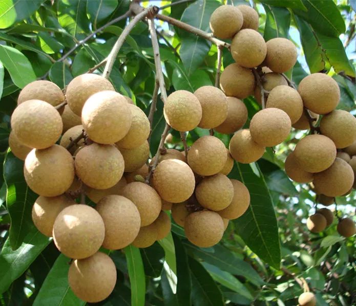 储良龙眼个大果密(来源:高州市党史地志办公室)储良龙眼品质优良,享誉
