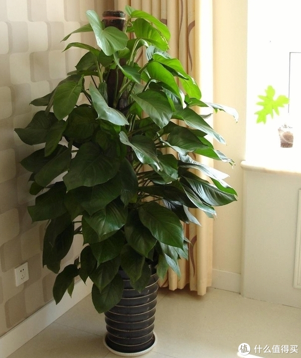 养花那些事618新手绿植推荐第一篇（不容易翻车的花花草草）休闲区蓝鸢梦想 - Www.slyday.coM