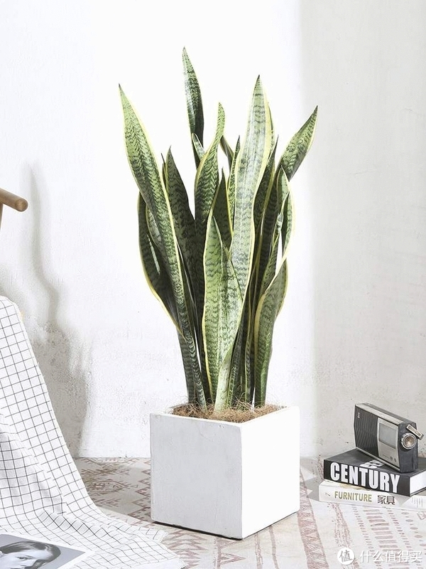 养花那些事618新手绿植推荐第一篇（不容易翻车的花花草草）休闲区蓝鸢梦想 - Www.slyday.coM