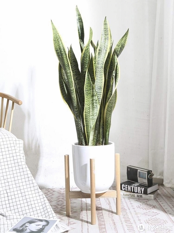 养花那些事618新手绿植推荐第一篇（不容易翻车的花花草草）休闲区蓝鸢梦想 - Www.slyday.coM