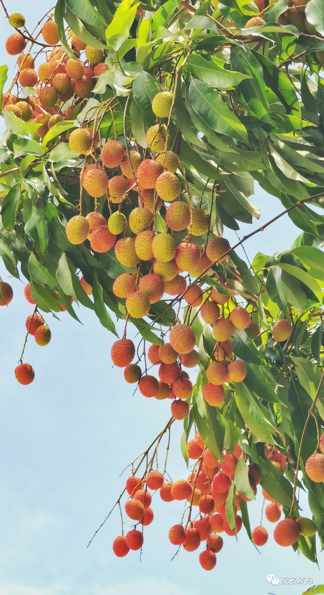 稀有荔枝品种红皮