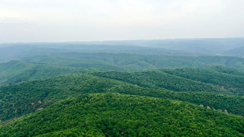 这是5月25日拍摄的甘肃省子午岭林业管理局合水分局连家砭林场景象(无