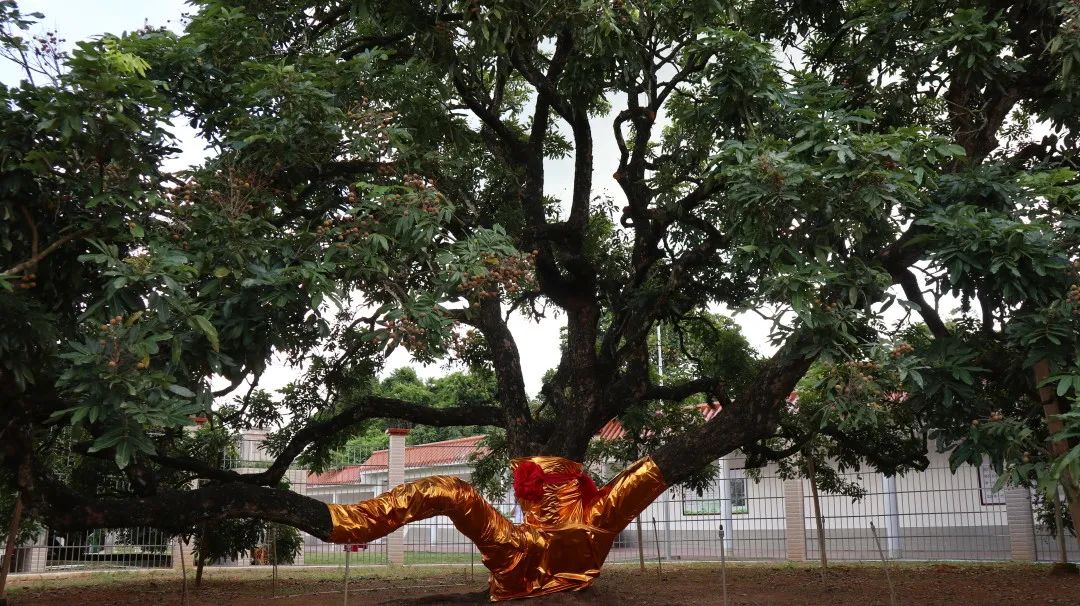 储良龙眼母树(来源:高州市党史地志办公室)