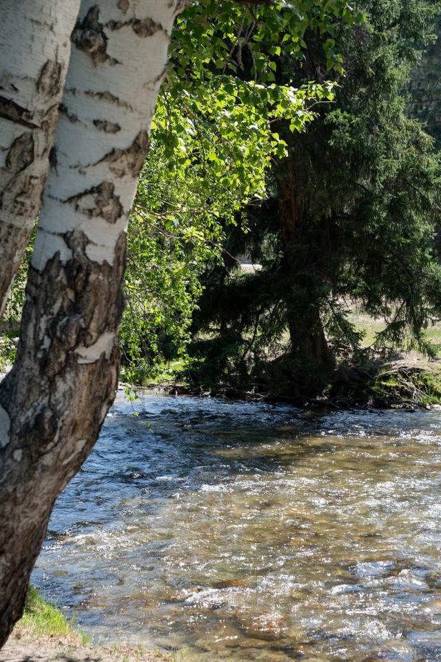 新疆旅行：追寻牧羊人的歌声，我们遇见了一片超美白桦林休闲区蓝鸢梦想 - Www.slyday.coM