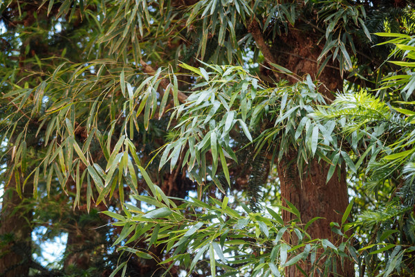 叫水坑村,被森林包裹的“仙境小村”,来到潮州一定要看看休闲区蓝鸢梦想 - Www.slyday.coM 叫水坑村,被森林包裹的“仙境小村”,来到潮州一定要看看休闲区蓝鸢梦想 - Www.slyday.coM