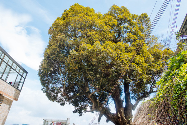 叫水坑村,被森林包裹的“仙境小村”,来到潮州一定要看看休闲区蓝鸢梦想 - Www.slyday.coM 叫水坑村,被森林包裹的“仙境小村”,来到潮州一定要看看休闲区蓝鸢梦想 - Www.slyday.coM