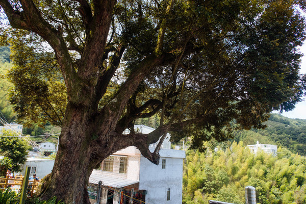 叫水坑村,被森林包裹的“仙境小村”,来到潮州一定要看看休闲区蓝鸢梦想 - Www.slyday.coM 叫水坑村,被森林包裹的“仙境小村”,来到潮州一定要看看休闲区蓝鸢梦想 - Www.slyday.coM