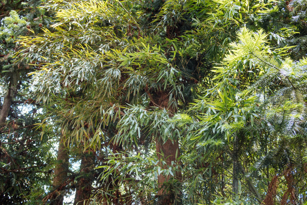 叫水坑村,被森林包裹的“仙境小村”,来到潮州一定要看看休闲区蓝鸢梦想 - Www.slyday.coM 叫水坑村,被森林包裹的“仙境小村”,来到潮州一定要看看休闲区蓝鸢梦想 - Www.slyday.coM