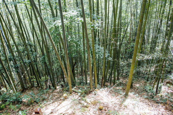 叫水坑村,被森林包裹的“仙境小村”,来到潮州一定要看看休闲区蓝鸢梦想 - Www.slyday.coM 叫水坑村,被森林包裹的“仙境小村”,来到潮州一定要看看休闲区蓝鸢梦想 - Www.slyday.coM