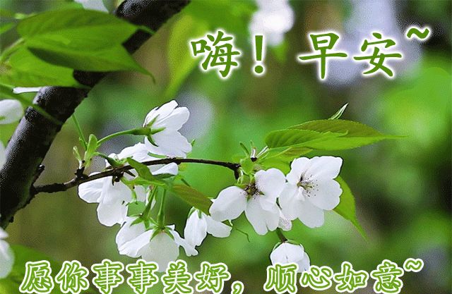 阳光暖心的早安问候祝福语图片清晨最美早上好问候动态表情