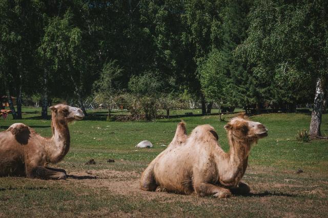 新疆旅行：追寻牧羊人的歌声，我们遇见了一片超美白桦林休闲区蓝鸢梦想 - Www.slyday.coM