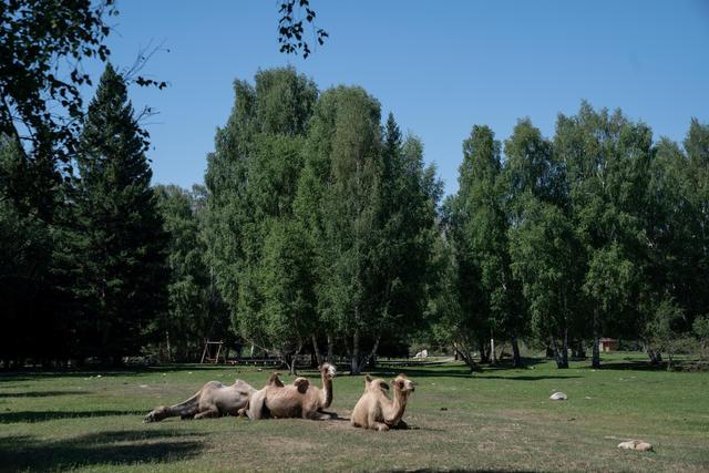 新疆旅行：追寻牧羊人的歌声，我们遇见了一片超美白桦林休闲区蓝鸢梦想 - Www.slyday.coM