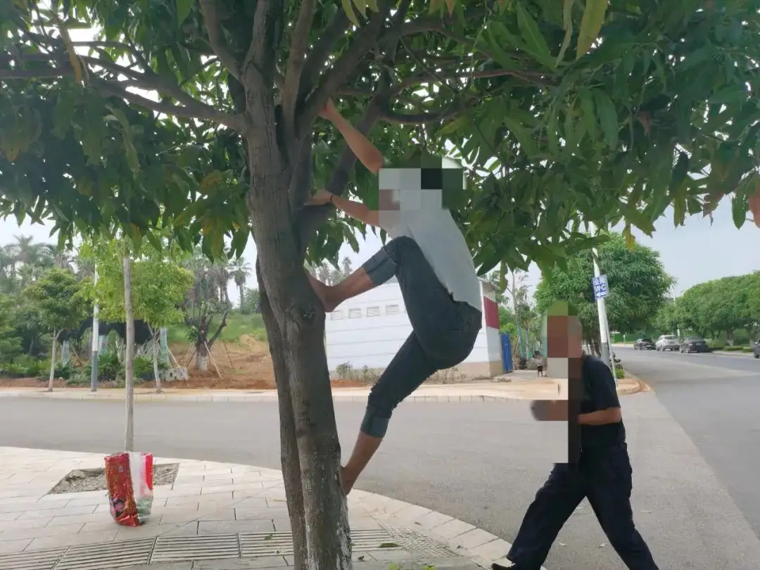 西安行车道上的枇杷硕果累累，为何宁愿销毁，也不让人采摘？休闲区蓝鸢梦想 - Www.slyday.coM