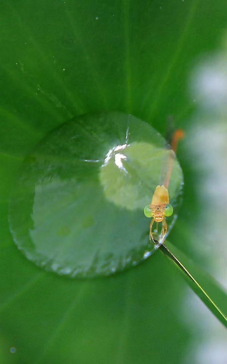 夢裡,還有蜻蜓成群結隊飛翔的聲音|紅蜻蜓|蜻蜓|豆娘_新浪新聞