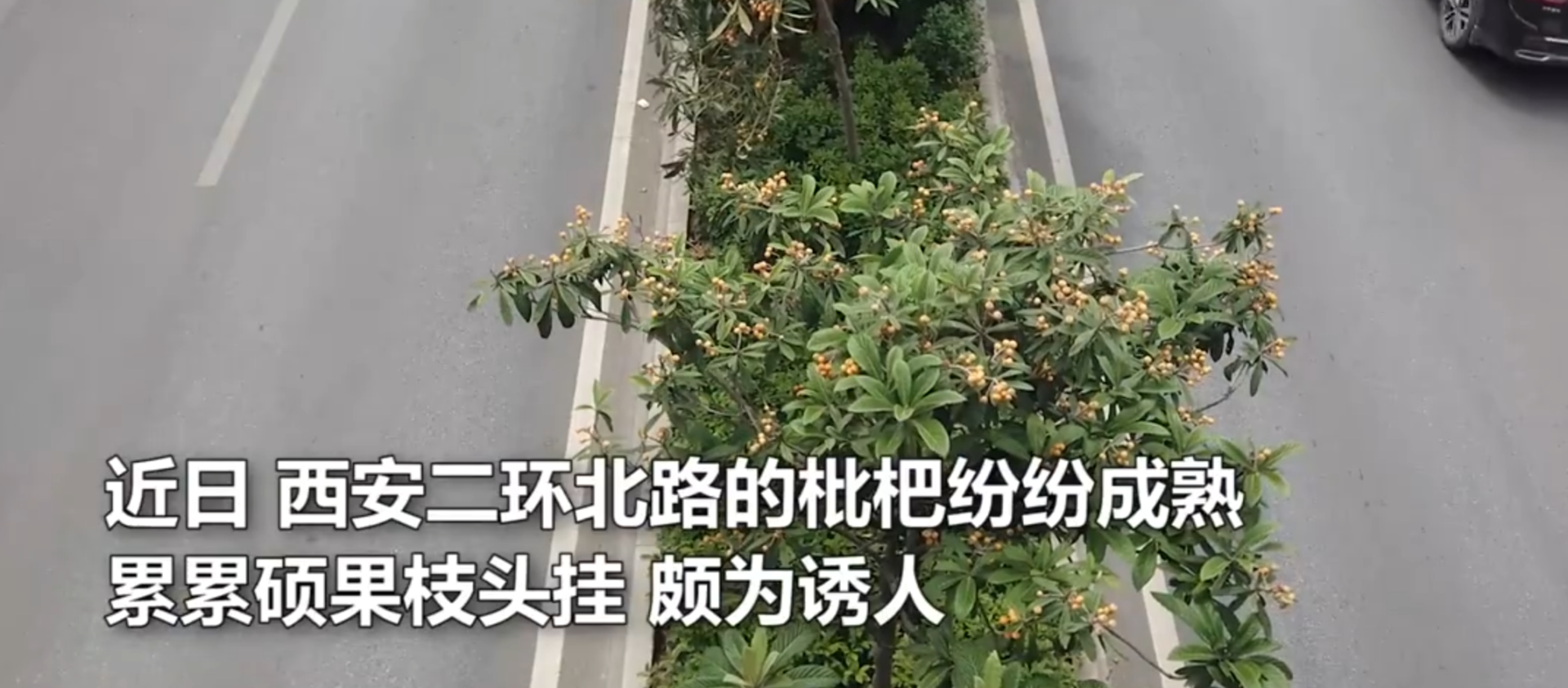 西安行车道上的枇杷硕果累累，为何宁愿销毁，也不让人采摘？休闲区蓝鸢梦想 - Www.slyday.coM