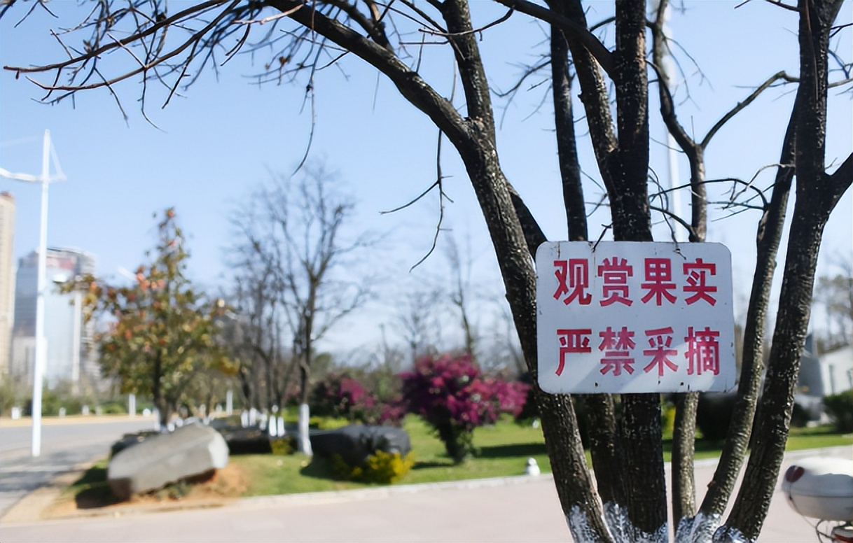 西安行车道上的枇杷硕果累累，为何宁愿销毁，也不让人采摘？休闲区蓝鸢梦想 - Www.slyday.coM