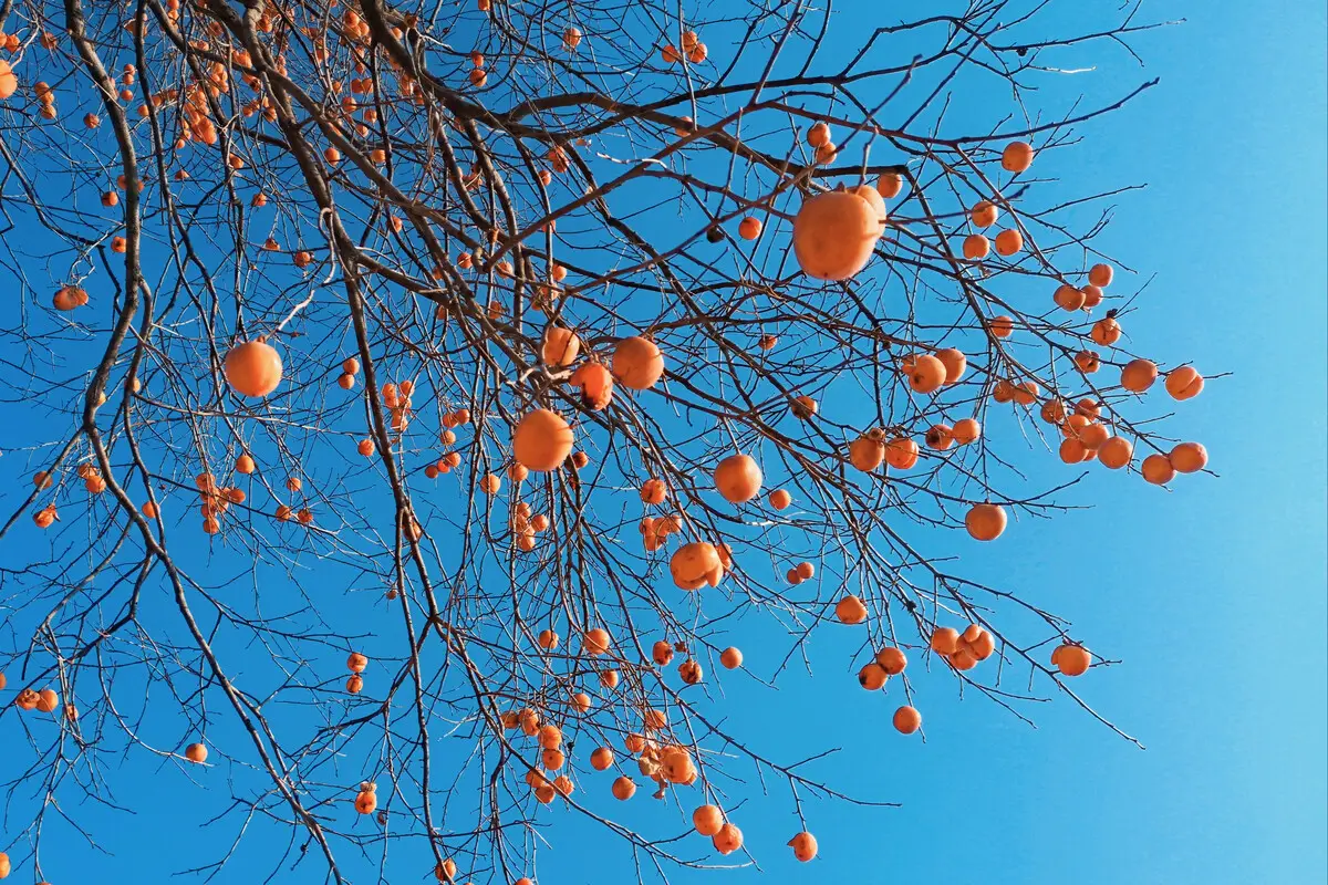 西安行车道上的枇杷硕果累累，为何宁愿销毁，也不让人采摘？休闲区蓝鸢梦想 - Www.slyday.coM