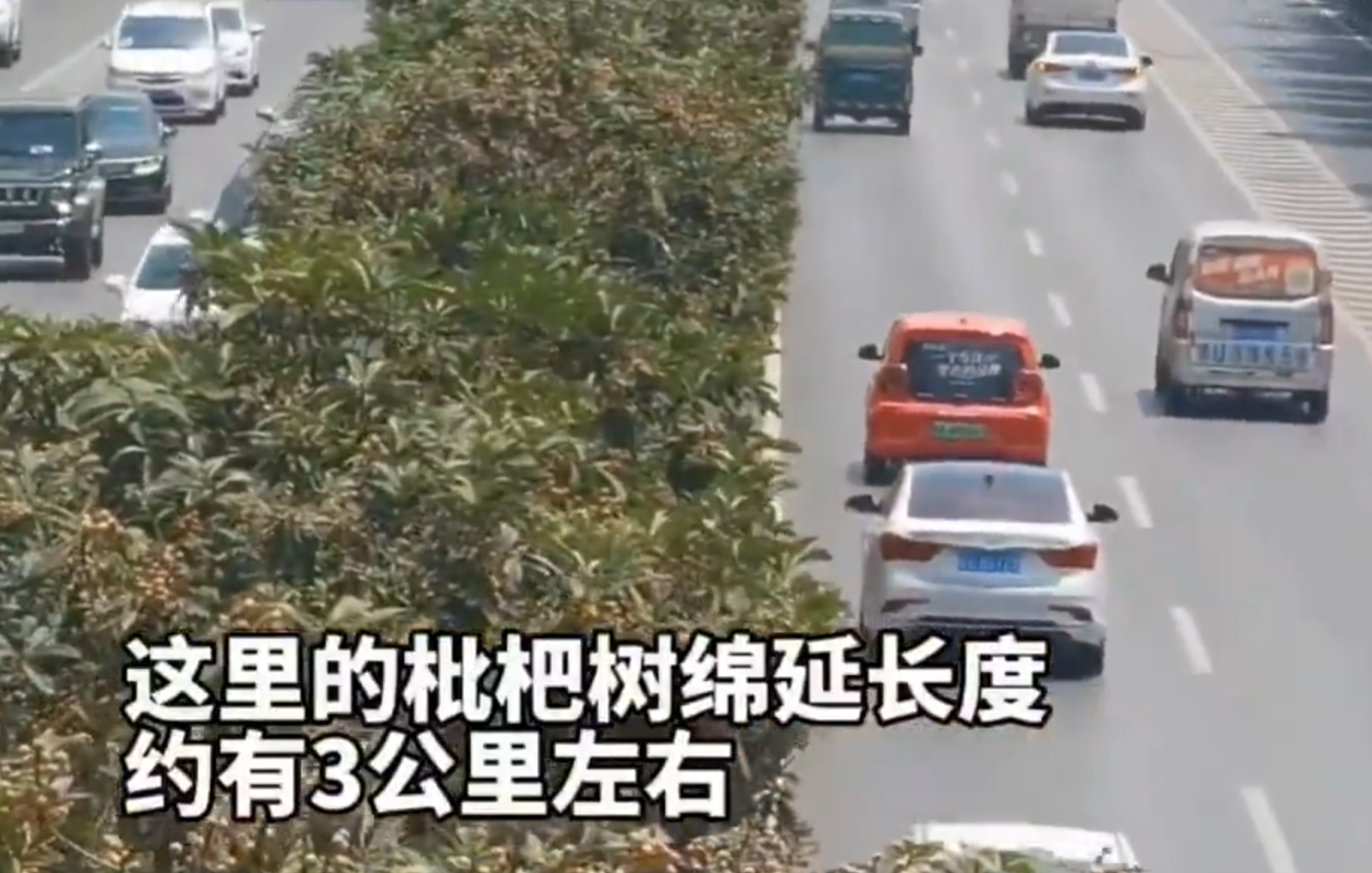 西安行车道上的枇杷硕果累累，为何宁愿销毁，也不让人采摘？休闲区蓝鸢梦想 - Www.slyday.coM