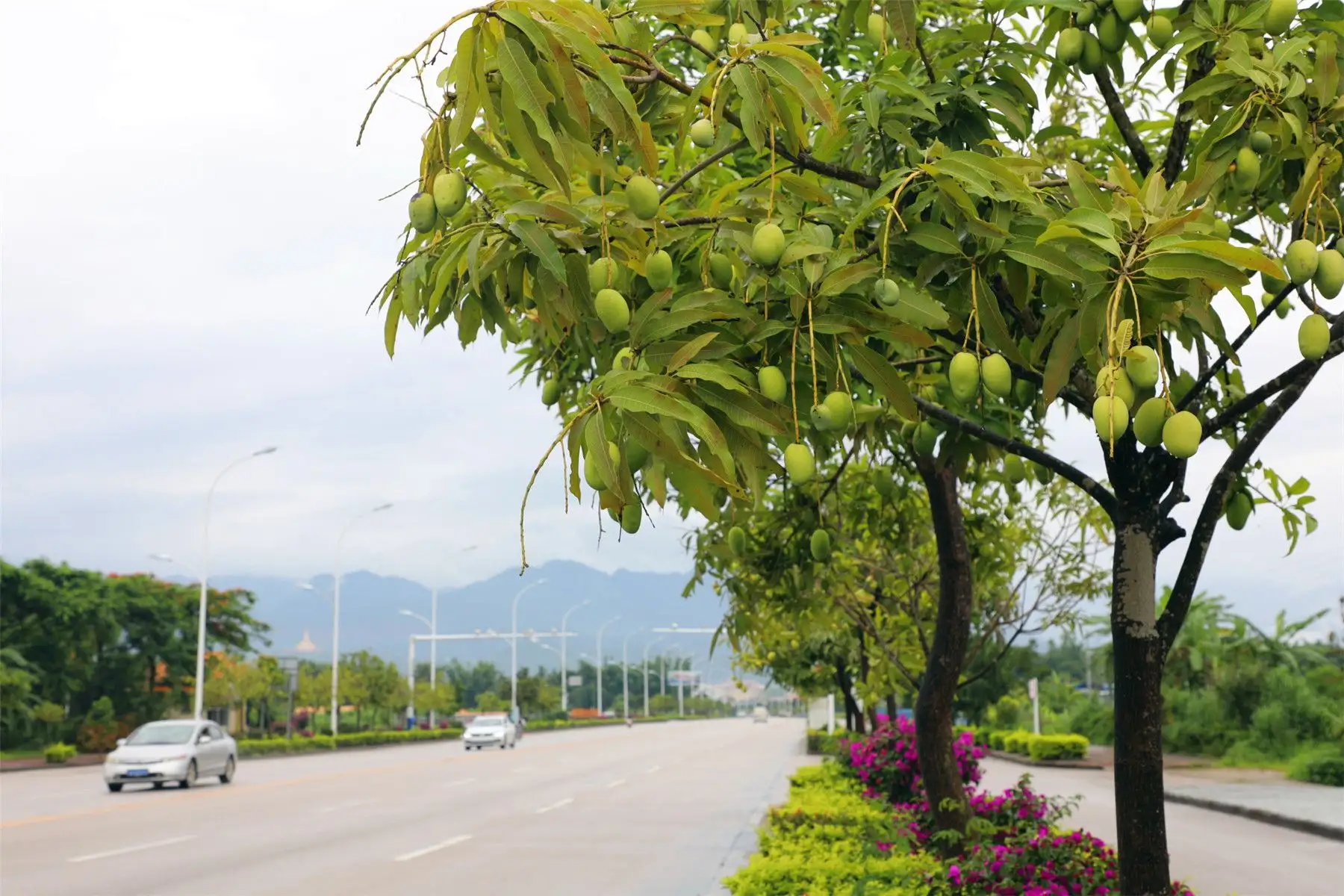 西安行车道上的枇杷硕果累累，为何宁愿销毁，也不让人采摘？休闲区蓝鸢梦想 - Www.slyday.coM