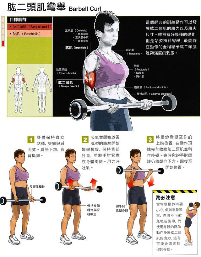 肱二头肌弯举|训练动作|杠铃|站姿|全程|尺寸_新浪新闻