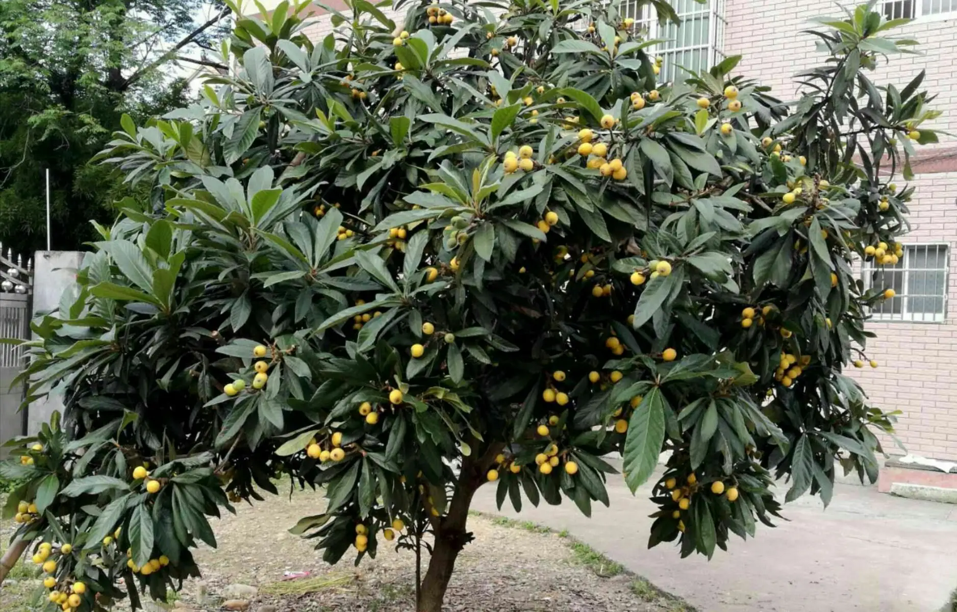 西安行车道上的枇杷硕果累累，为何宁愿销毁，也不让人采摘？休闲区蓝鸢梦想 - Www.slyday.coM