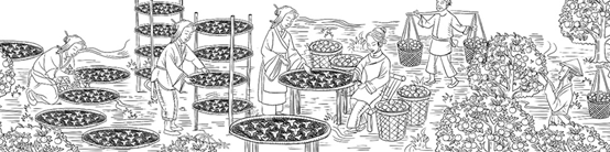 李华清产品战略打造仲景新会陈皮广东三宝之首道地新会原产