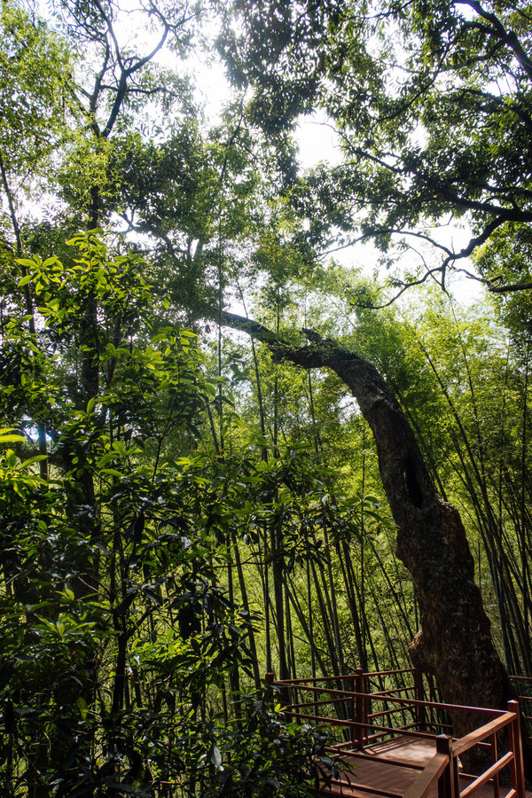 叫水坑村,被森林包裹的“仙境小村”,来到潮州一定要看看休闲区蓝鸢梦想 - Www.slyday.coM 叫水坑村,被森林包裹的“仙境小村”,来到潮州一定要看看休闲区蓝鸢梦想 - Www.slyday.coM