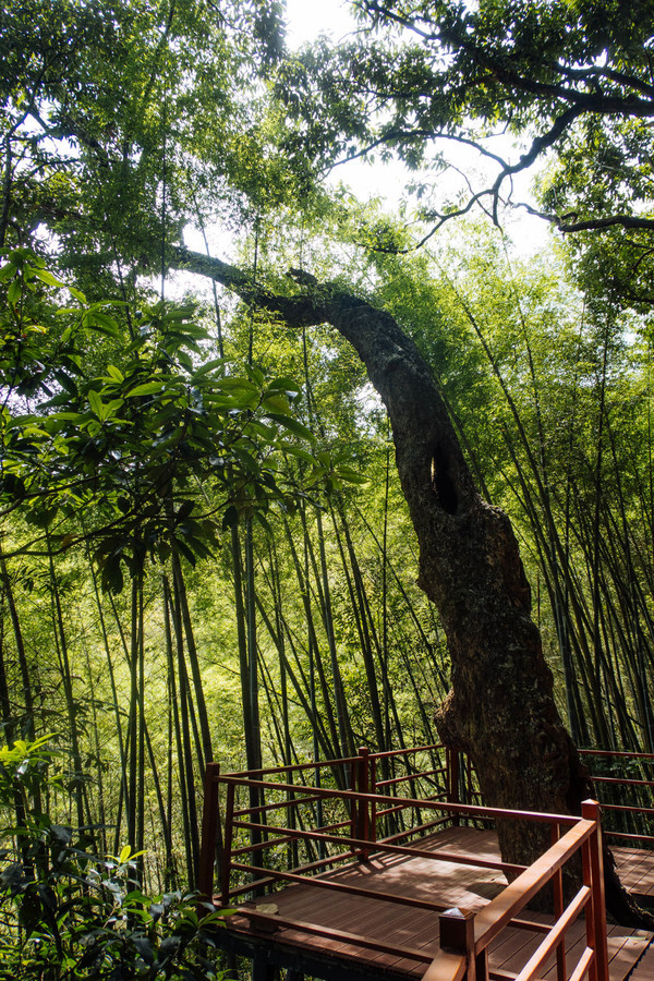 叫水坑村,被森林包裹的“仙境小村”,来到潮州一定要看看休闲区蓝鸢梦想 - Www.slyday.coM 叫水坑村,被森林包裹的“仙境小村”,来到潮州一定要看看休闲区蓝鸢梦想 - Www.slyday.coM