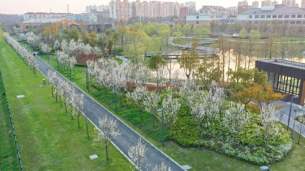 西安行车道上的枇杷硕果累累，为何宁愿销毁，也不让人采摘？休闲区蓝鸢梦想 - Www.slyday.coM