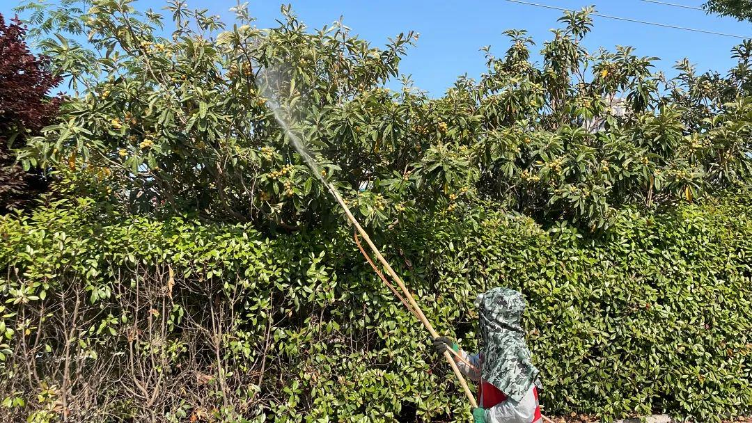 西安行车道上的枇杷硕果累累，为何宁愿销毁，也不让人采摘？休闲区蓝鸢梦想 - Www.slyday.coM