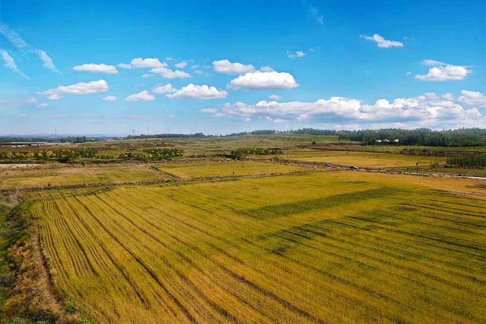 临朐柳山稳面积提产能：粮田变多了 村民活少了休闲区蓝鸢梦想 - Www.slyday.coM