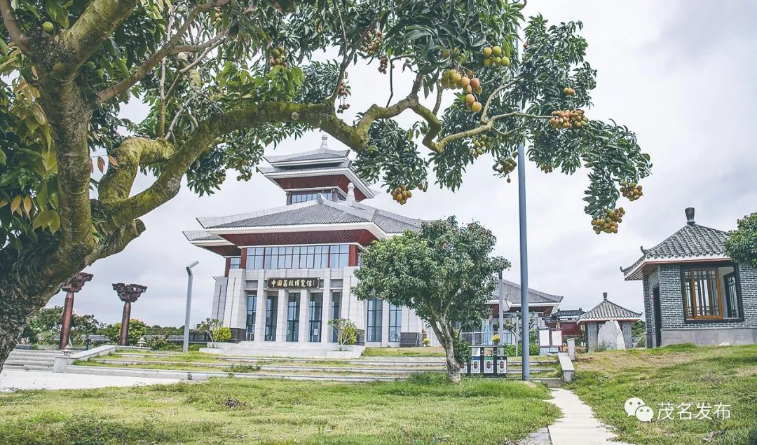 去年移植到茂名中国荔枝博览馆荔枝广场的荔枝树,今年挂果累累.