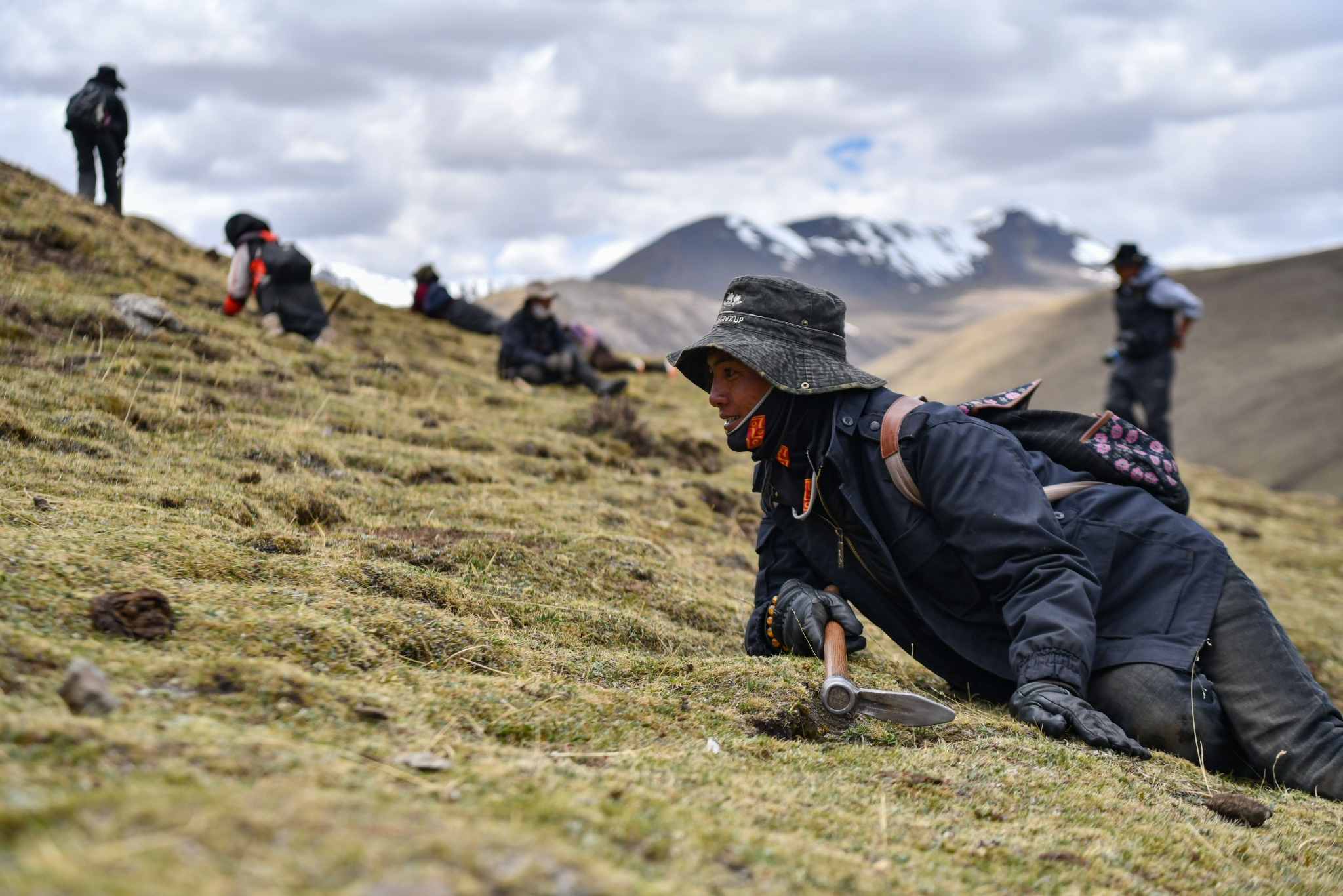 虫草采挖季:雪域高原的生态馈赠|那曲市|多吉|姜帆_新浪新闻