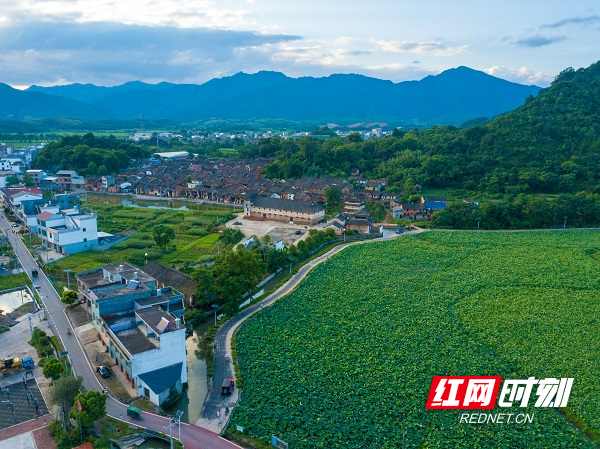 江永夏层铺支部带头农旅融合荷引致富路
