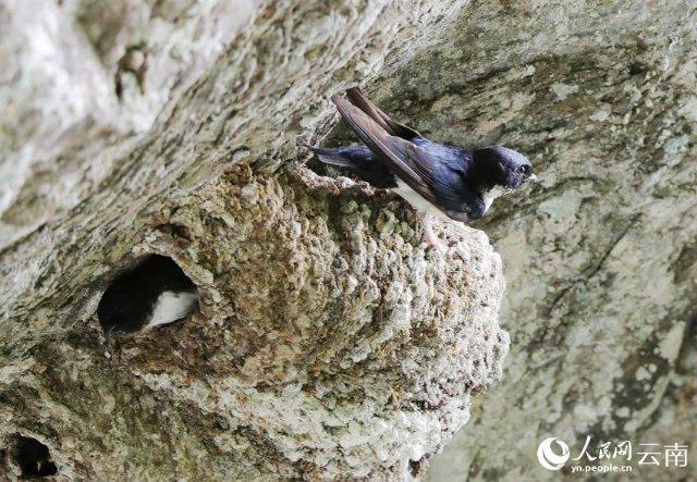 黑喉毛脚燕现身云南腾冲