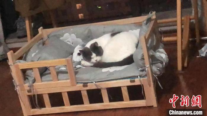 “它经济”正热  这届年轻人为什么那么喜欢宠物？休闲区蓝鸢梦想 - Www.slyday.coM