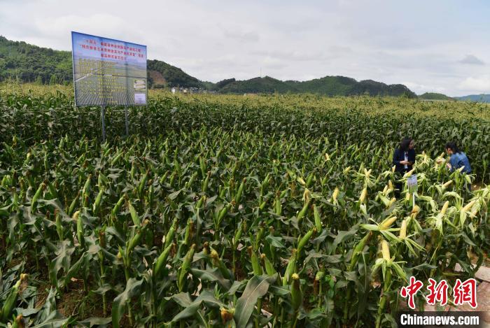 甜玉米新品种闽双色6号亩产达12593公斤增产增收效益显著