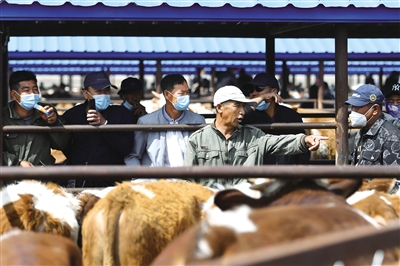 5月25日,通辽市科左中旗舍伯吐镇成峰牲畜交易市场, 万头肉牛入市