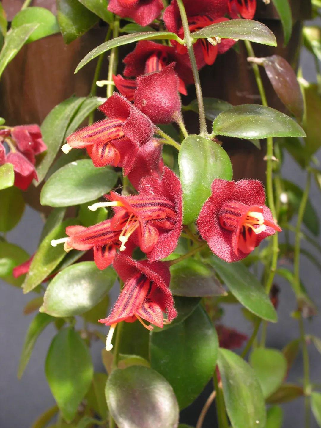 口红花大家族的大集合,这些花养室内窗台就能开花