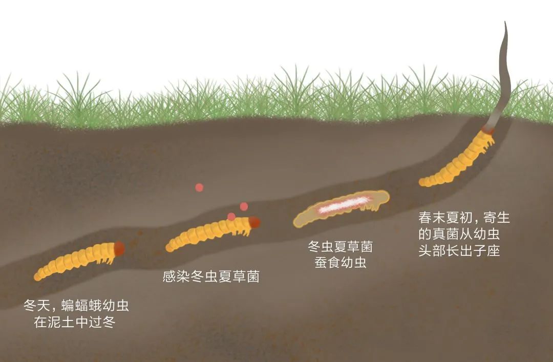 挖虫草避雨被闪电击中：7位村民遭雷击身亡！遭遇雷暴该怎么办？休闲区蓝鸢梦想 - Www.slyday.coM
