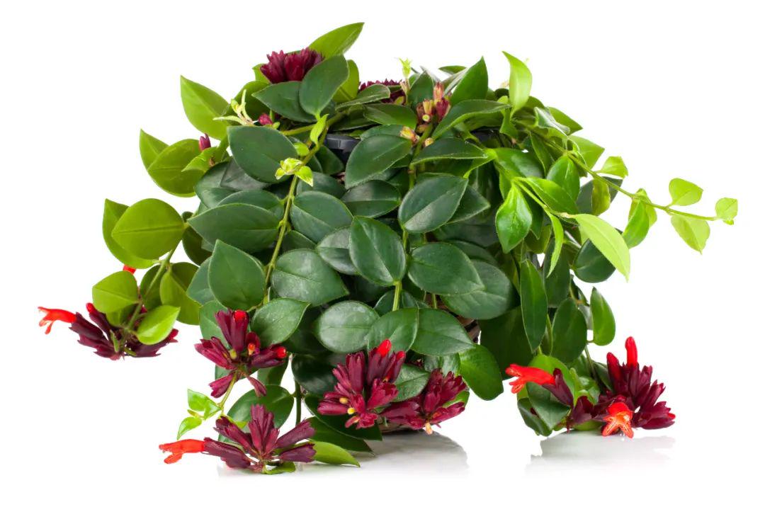 pulcher),毛萼口红花(aeschynanthus radicans),美丽口红花