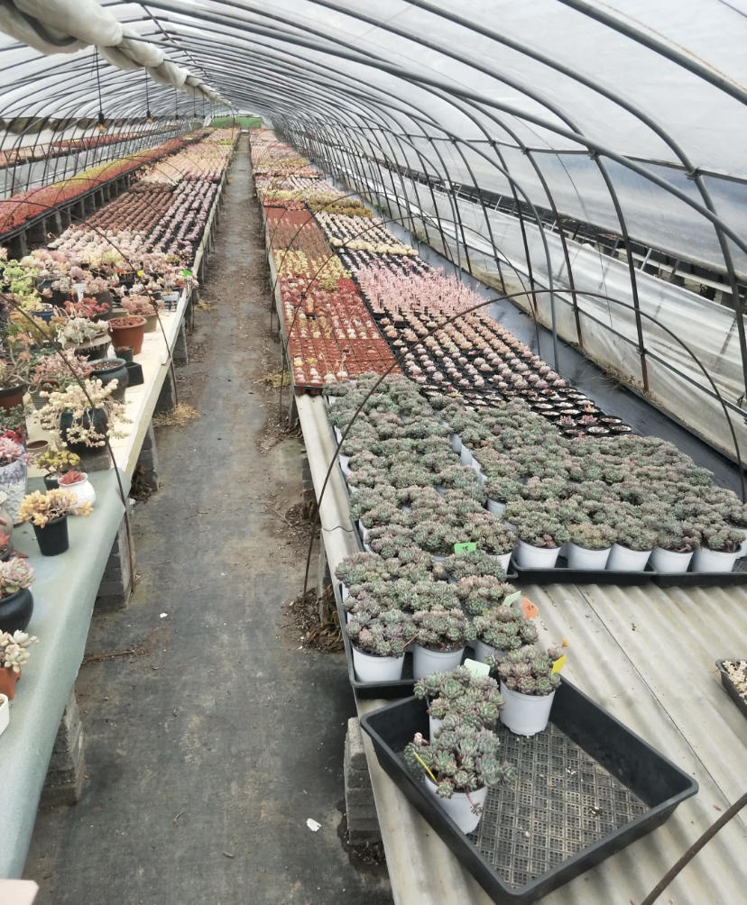 温室大棚养多肉,生长速度翻倍,吃了激素一样,蹭蹭长!