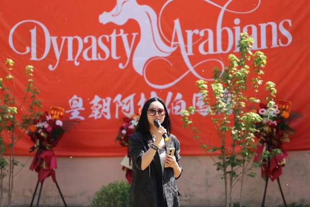 全国最具规模阿拉伯马繁育基地锚定沈阳